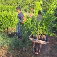 انوع نهال مرکبات و انبه و میوه های گرم سیری|خدمات باغبانی و درختکاری|بندرعباس, |دیوار