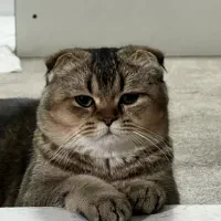 گربه اسکاتیش گلد