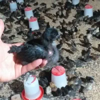 جوجه اصل گلپایگان26روزه(بازدیدشهرشاهین دژ)