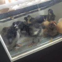 جوجه گلپایگان اصلاح نژاد