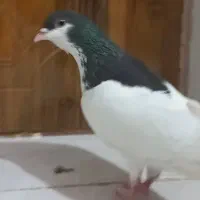 کبوتر