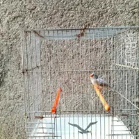 فنچ شرط و تضمین کارداده فنچ ها معمولی نیستن