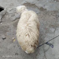 فروش بره درشوش|حیوانات مزرعه|شوش, |دیوار