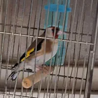 سهره جفتی قناری نوک ناخون سفید