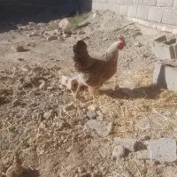 مرغ‌خانگی
