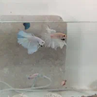 فایتر هافمون گرید بالا