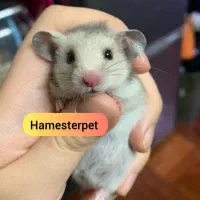 همستر تربیت شده گوگولی با لوازم|موش و خرگوش|تهران, جوادیه|دیوار