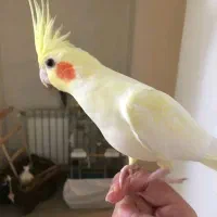 عروس هلندی گمشده