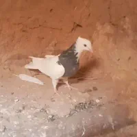 جوانه طوقی فروشی