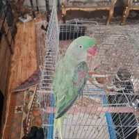 شاه طوطی|پرنده|هشتگرد, هشتگرد قدیم|دیوار