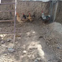 تخم نطفه دار گلین محلی اصیل|حیوانات مزرعه|کرج, شهرک رضوانیه|دیوار