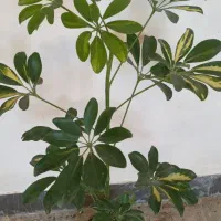 گل اپارتمانی|گل و گیاه طبیعی|آبدانان, |دیوار