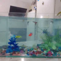 اکواریوم|ماهی|مرند, |دیوار