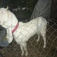 بز گلابی اصل اصل وزن بالا بلند|حیوانات مزرعه|خشت, |دیوار