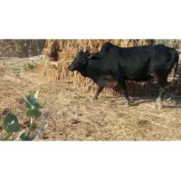 فروشی گاو کار گردن وپُر کار  وخیلی آرام خوش خوراک