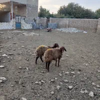 دوعدد بره ماده افشاری|حیوانات مزرعه|تربت جام, کلالی|دیوار
