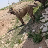 سگ  واگذاری|سگ|قزوین, |دیوار