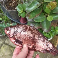 ماهی شور|خوردنی و آشامیدنی|رشت, دیانتی|دیوار