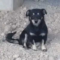 سگ خونگی هوشیار زرنگ معاوضه با مرغم دارم