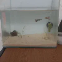 ماهی و اکواریم شیشه خم