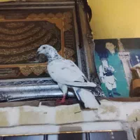 کبوتر‌پلاکی