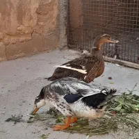 اردک تخم گزار|پرنده|مسجد سلیمان, |دیوار