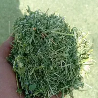 خوراک دام یونجه علف بیده خاش|حیوانات مزرعه|خمک, |دیوار