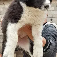 واگذاری توله نرولاس قدرجونی|سگ|نجفآباد, امام خمینی|دیوار