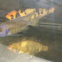 فروش تعدادی ماهی کوی .