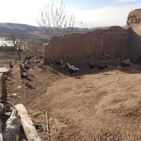 مرغ خروس لاری|حیوانات مزرعه|سقز, |دیوار