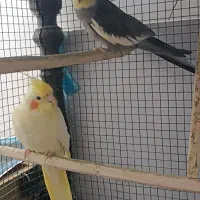 عروس هلندی (جفت)|پرنده|تربتحیدریه, مظفریه|دیوار