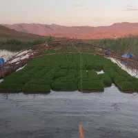 نشا برنج