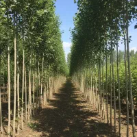 فروش صنوبر مریوان، مناسب خاکهای سنگین و سردسیر|خدمات باغبانی و درختکاری|مریوان, |دیوار