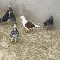 کبوتر پشدار|پرنده|قزوین, |دیوار