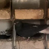 کبوتر دم سفید نر