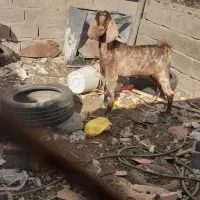 بز ماده|حیوانات مزرعه|بندر ماهشهر, |دیوار