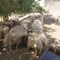 ۹۰عدد بره|حیوانات مزرعه|اهواز, بهارستان|دیوار