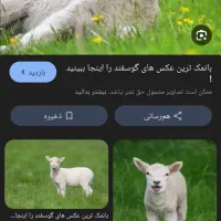 50عدد میش وبره برای فروش