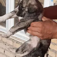 سگ،توله افغان ماده|سگ|کرمانشاه, |دیوار