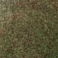 حبوبات تازه.با ارزان ترین قیمت.