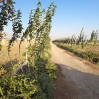 زمین ویلایی با حق آبه بغل گلخانه بیلوردی اقساطی|فروش زمین و ملک کلنگی|تبریز, |دیوار