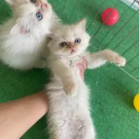 گربه|گربه|بجنورد, |دیوار