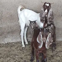 ۳عدد بز پاکستانی شکم اول|حیوانات مزرعه|اسفراین, |دیوار