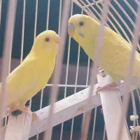 یک جفت مرغ عشق خوش رنگ|پرنده|مشهد, هفده شهریور|دیوار