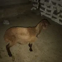 ۲ بره و دوتا میش لاغر|حیوانات مزرعه|گرگان, |دیوار