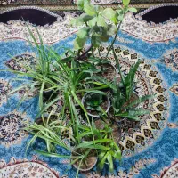 گل و گیاه طبیعی