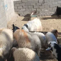 حیوانات مزرعه|حیوانات مزرعه|ایلام, |دیوار