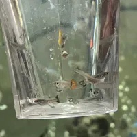 ماهی آکواریوم کوپی و گوپی و سواتل یا دم شمشیری|ماهی|قم, شهرک امام حسین|دیوار