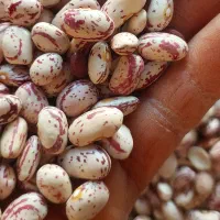 لوبیا چیتی نمونه|خوردنی و آشامیدنی|فارسان, |دیوار