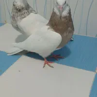 طوقی|پرنده|بهبهان, |دیوار